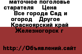 маточное поголовье старателя  › Цена ­ 3 700 - Все города Сад и огород » Другое   . Красноярский край,Железногорск г.